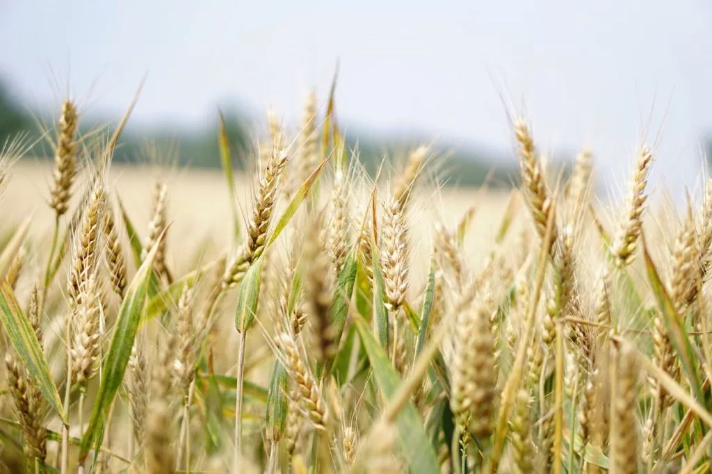 Photo shows wheat growing in field