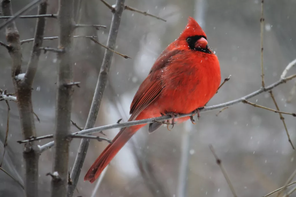 Cardinal in winter