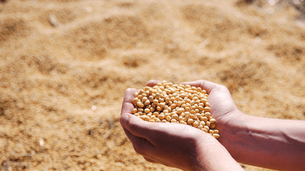 two hands holding soybeans