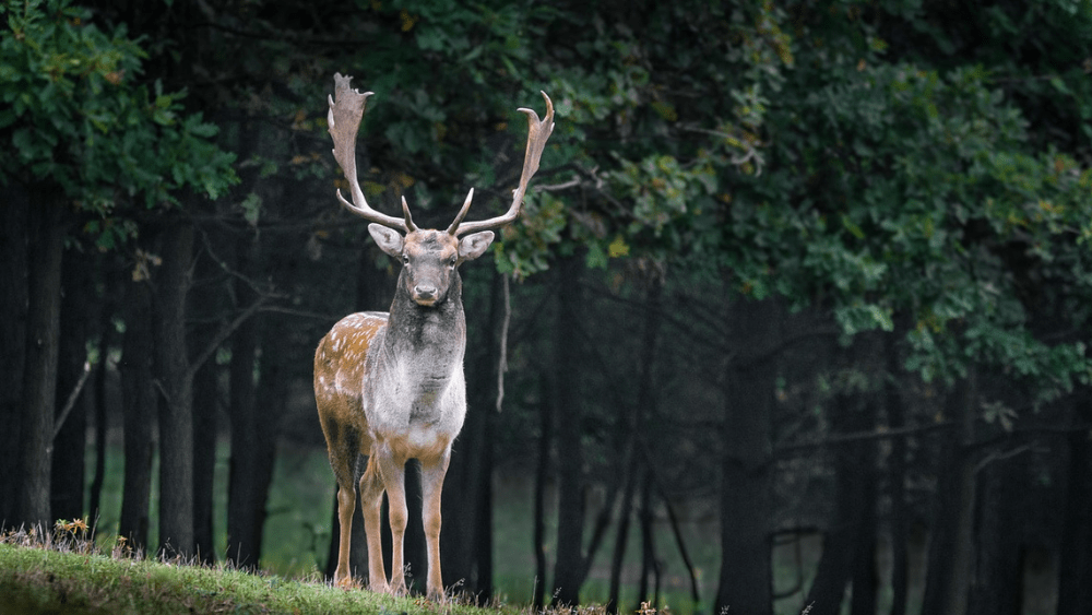 deer with horns