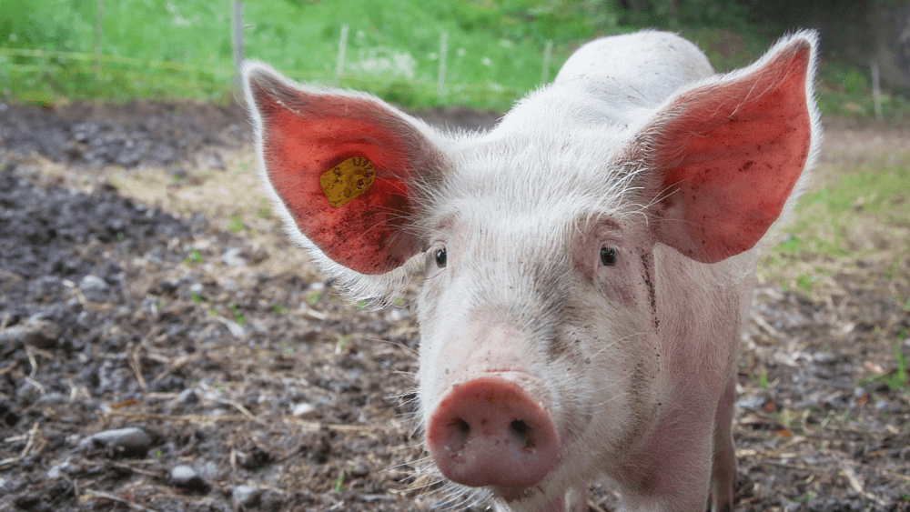 Stock Image of a pig looking into a camera