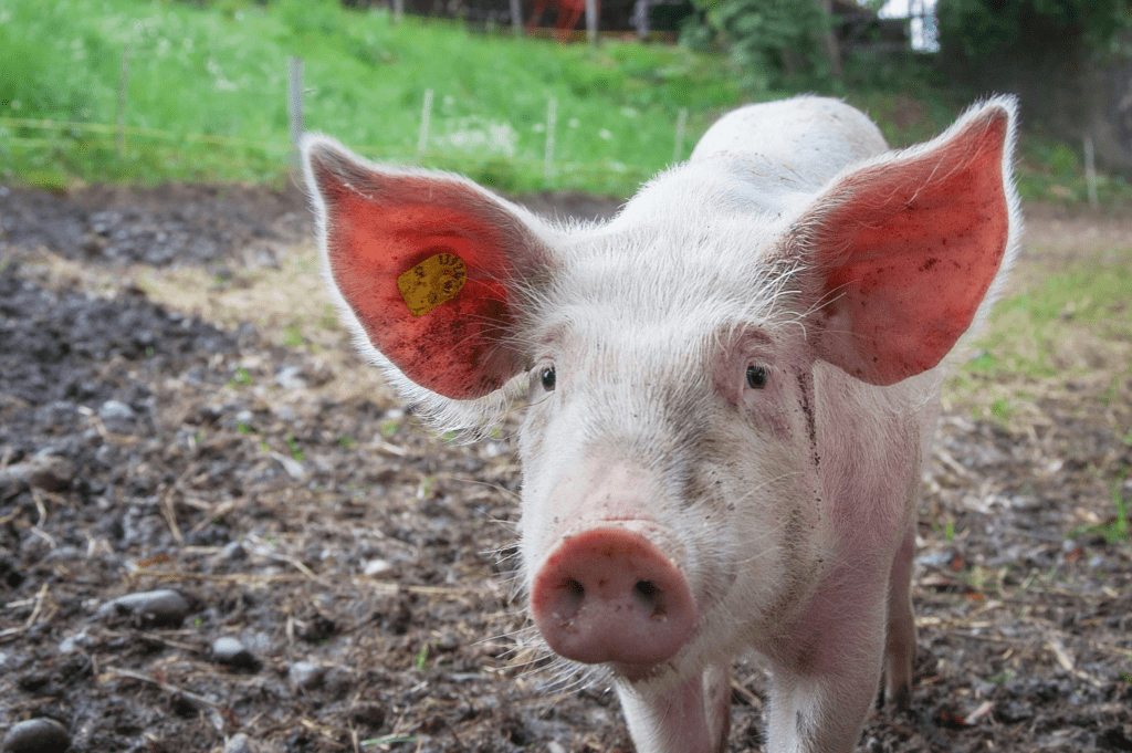 Stock Image of a pig looking into a camera