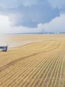 Harvest time