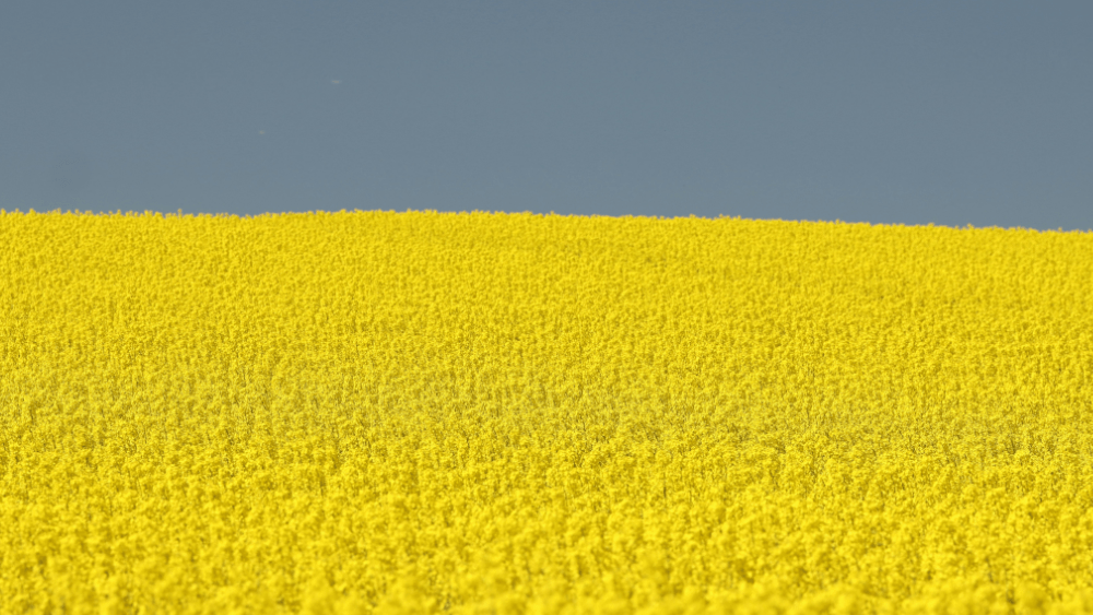 Stock Image of a Canola field