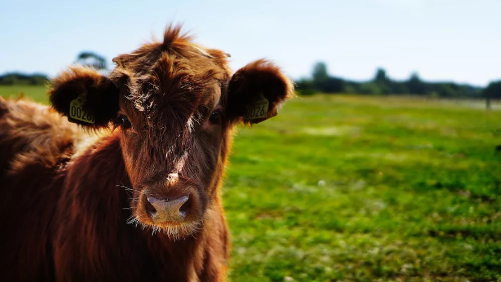 Cattle in a field stock image