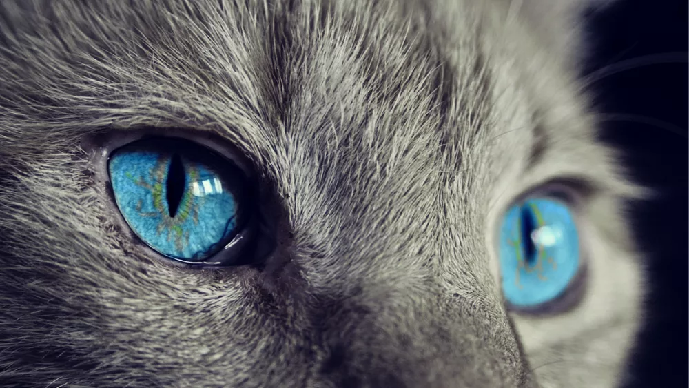 A cat with blue eyes