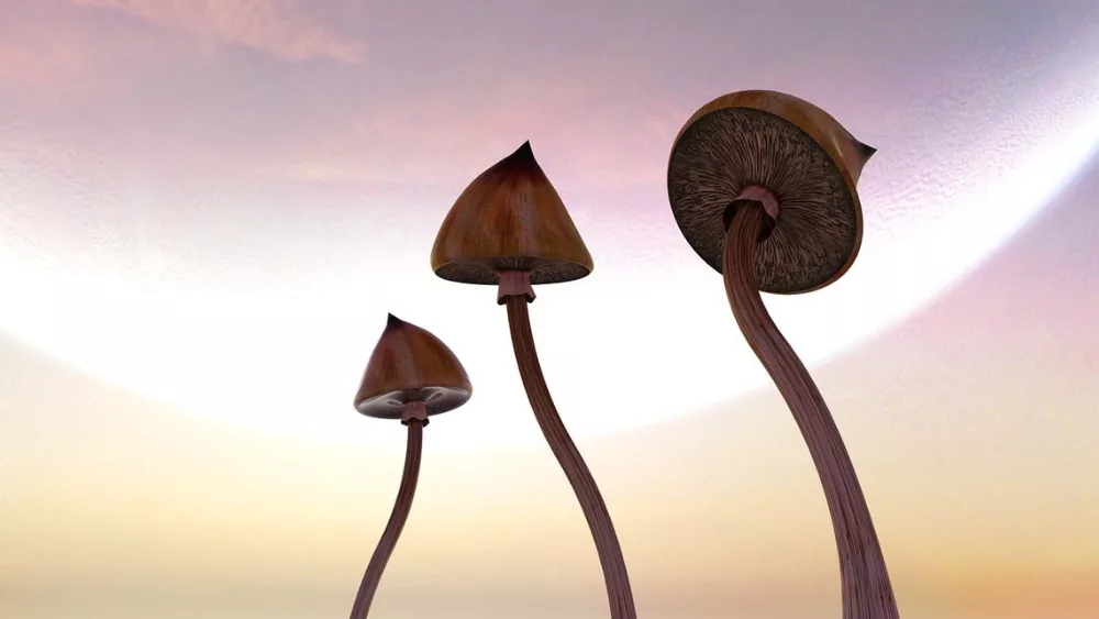 psychedelic mushrooms