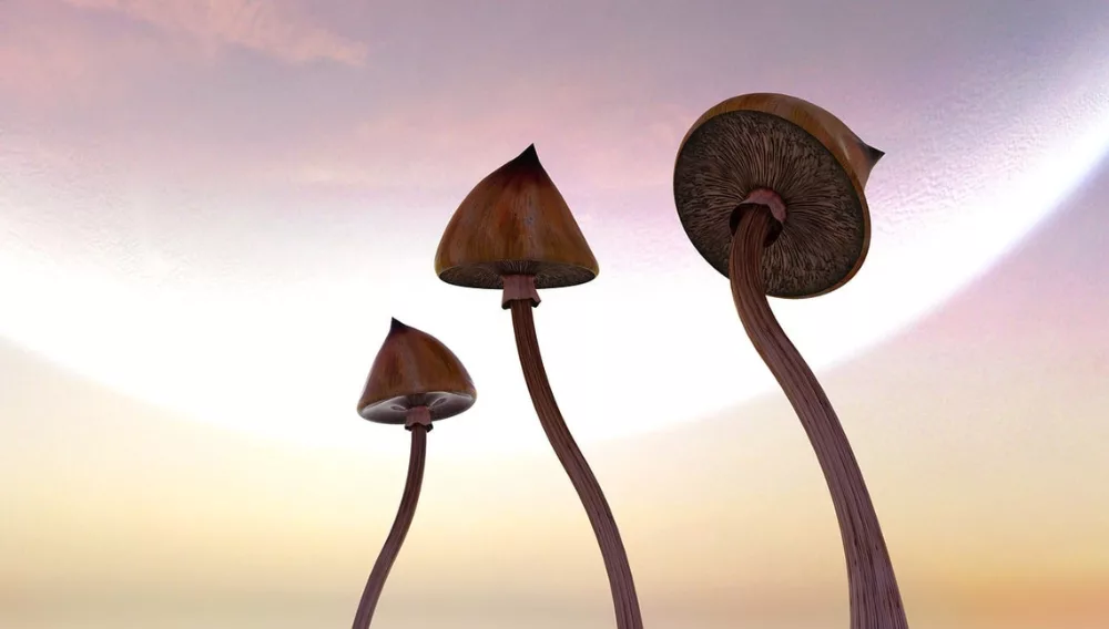 psychedelic mushrooms