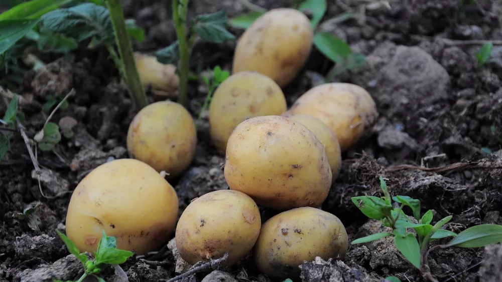 Image of potatoes in a field