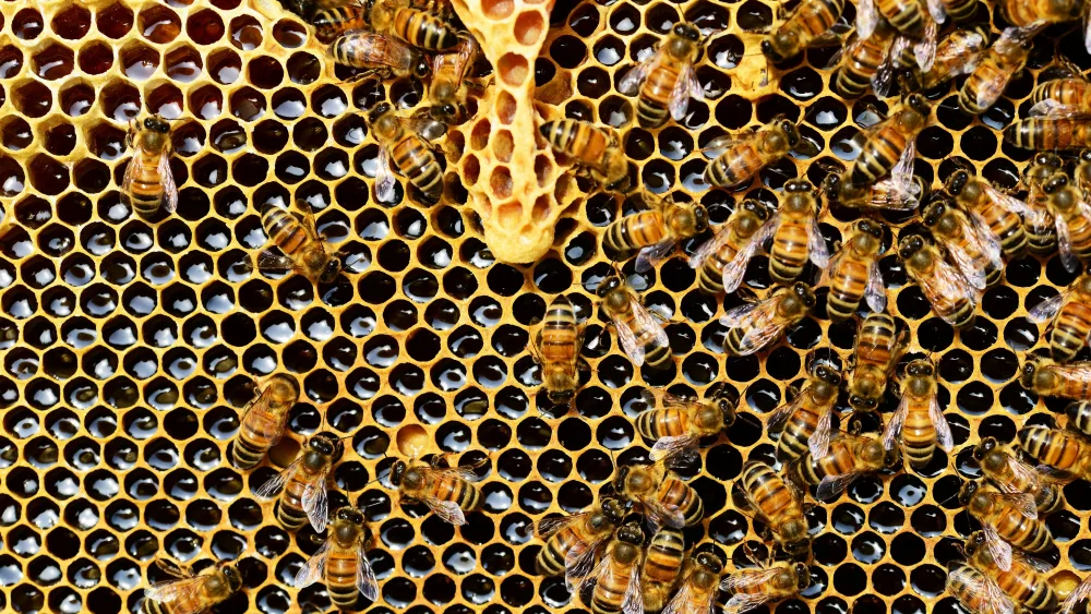 Honey