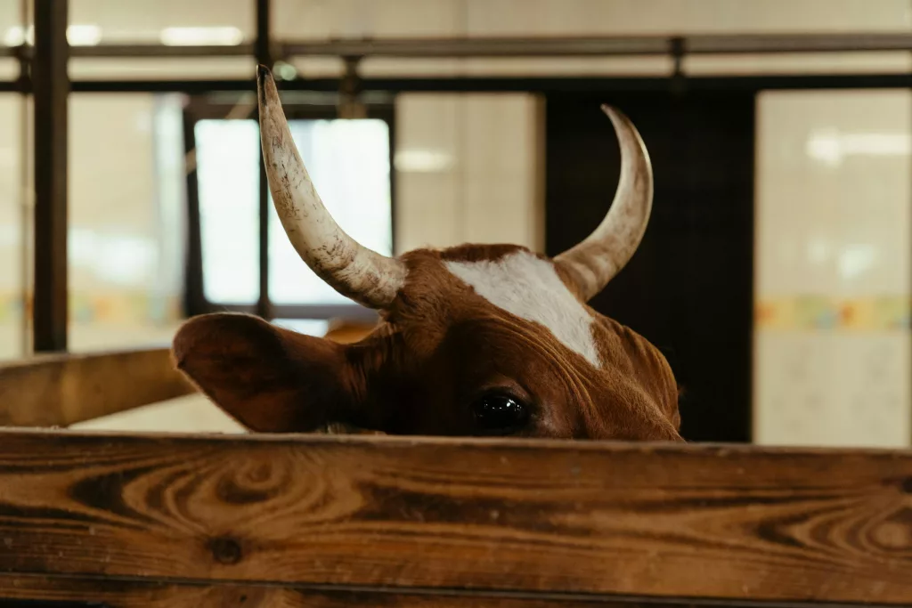 Bull