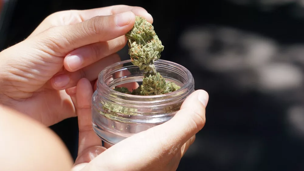 Woman holding cannabis flower