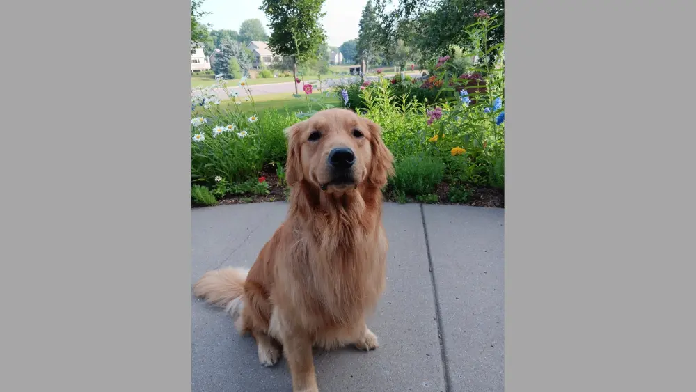 Image of Gilbert, the Hortman family dog