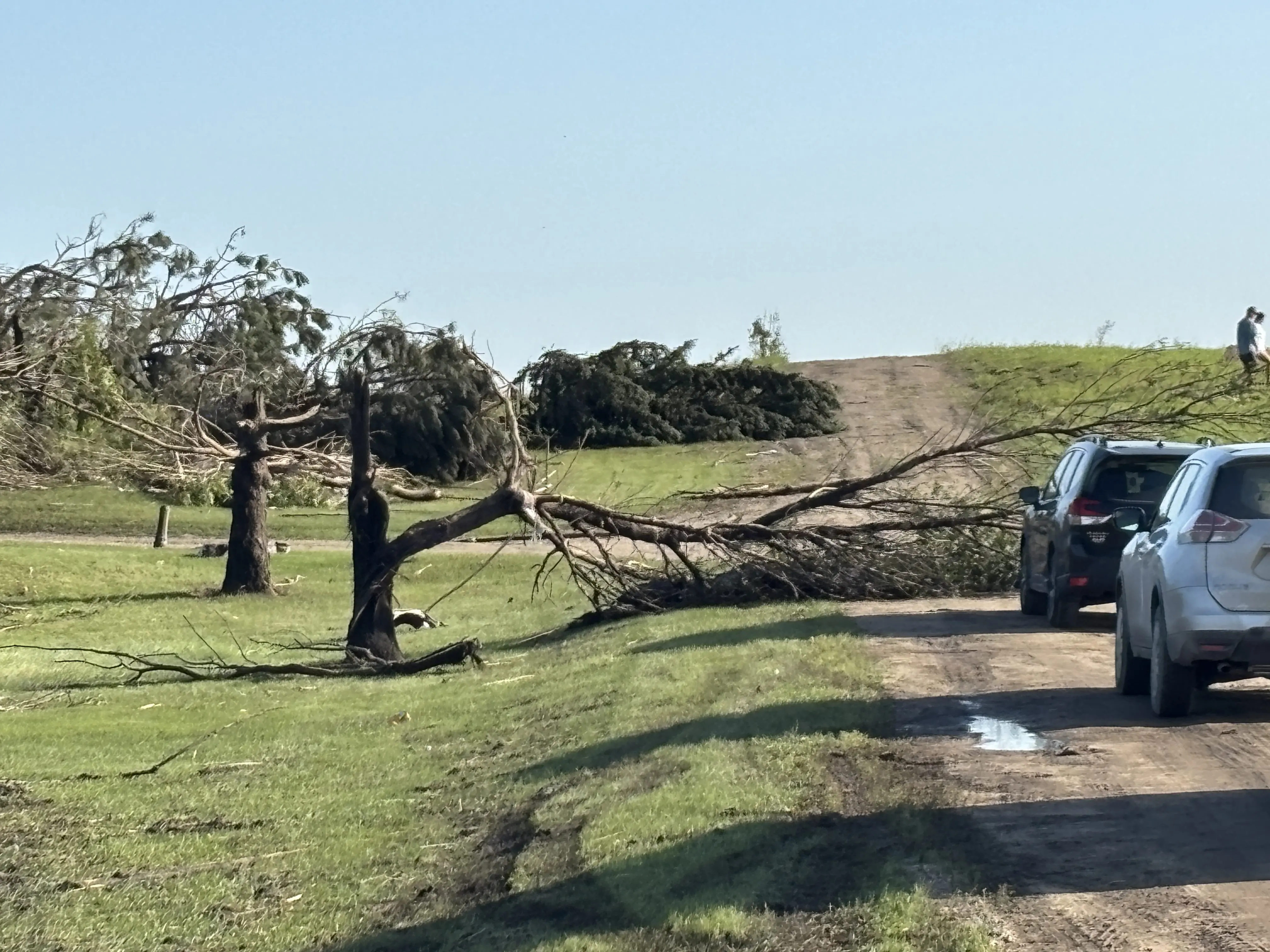 Image of downed tree near Enderlin