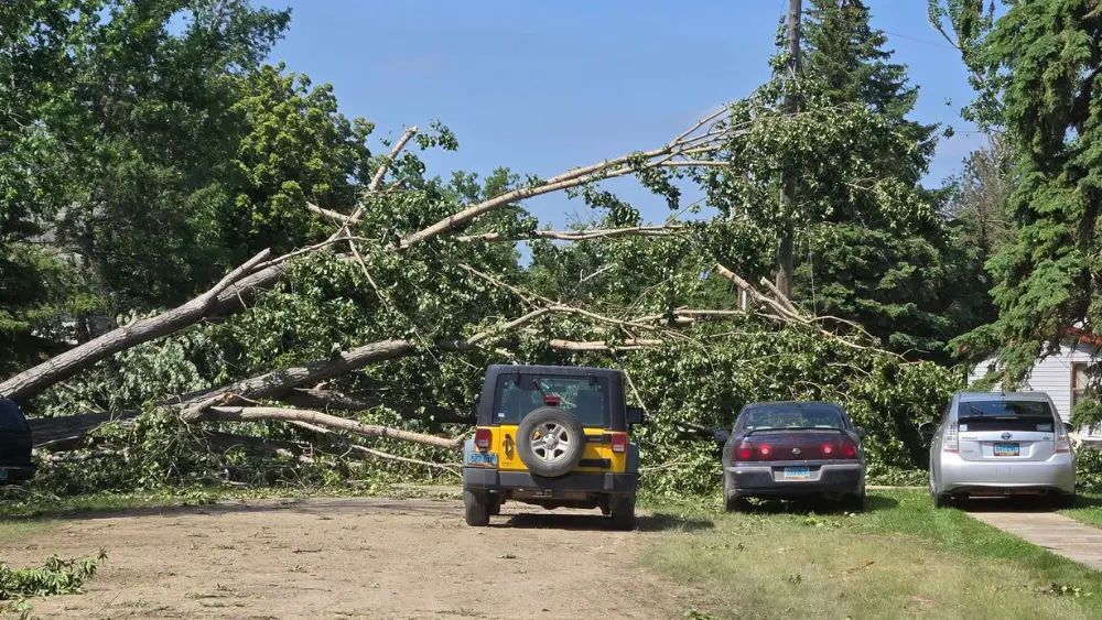 a tree over a road