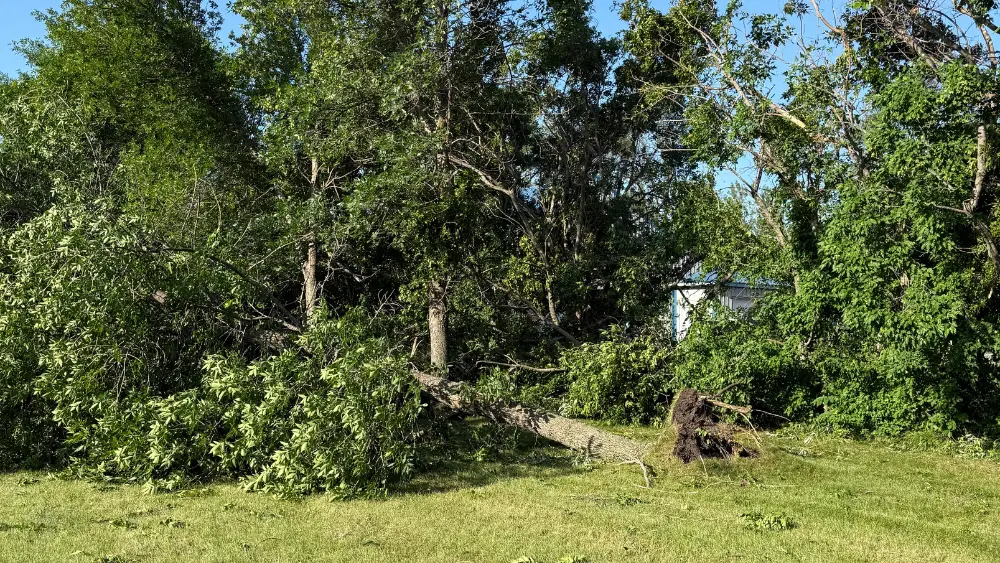 Image of downed tree in Hunter ND