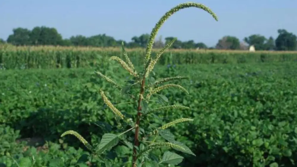 Palmer Amaranth