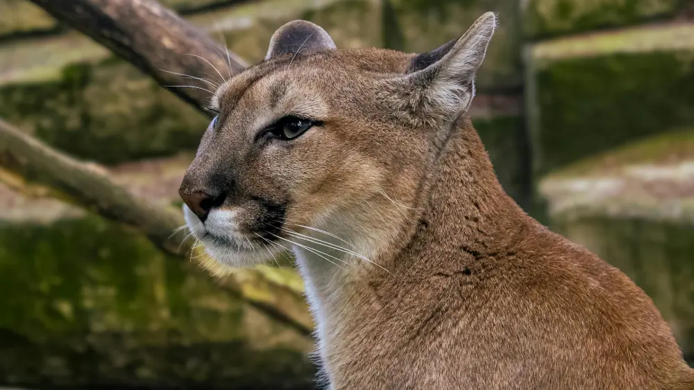 Image of mountain lion