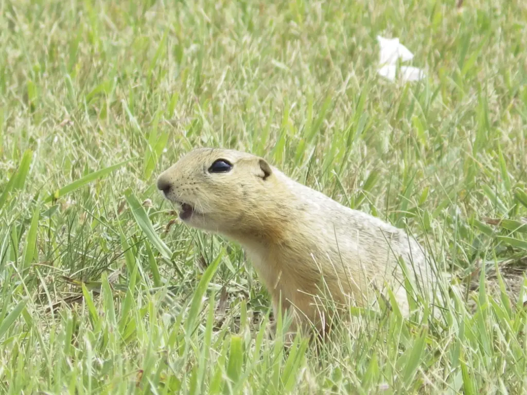 Image of ground squirrel