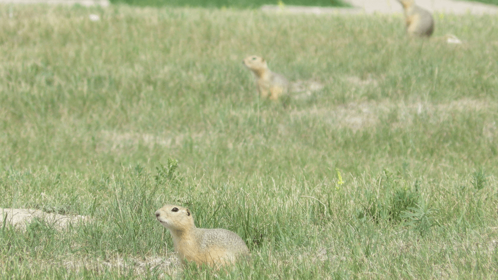 Image of ground squirrels