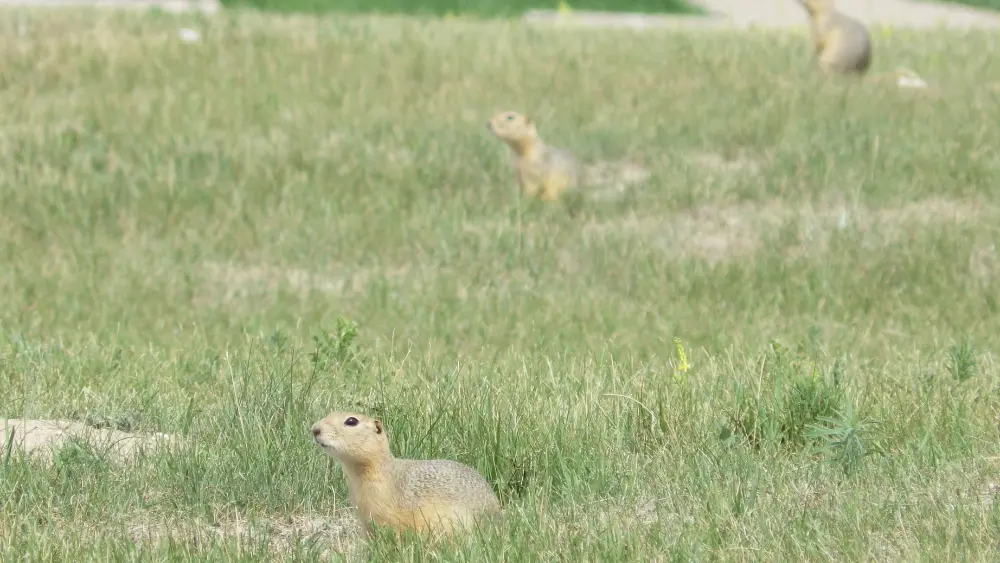 Image of ground squirrels