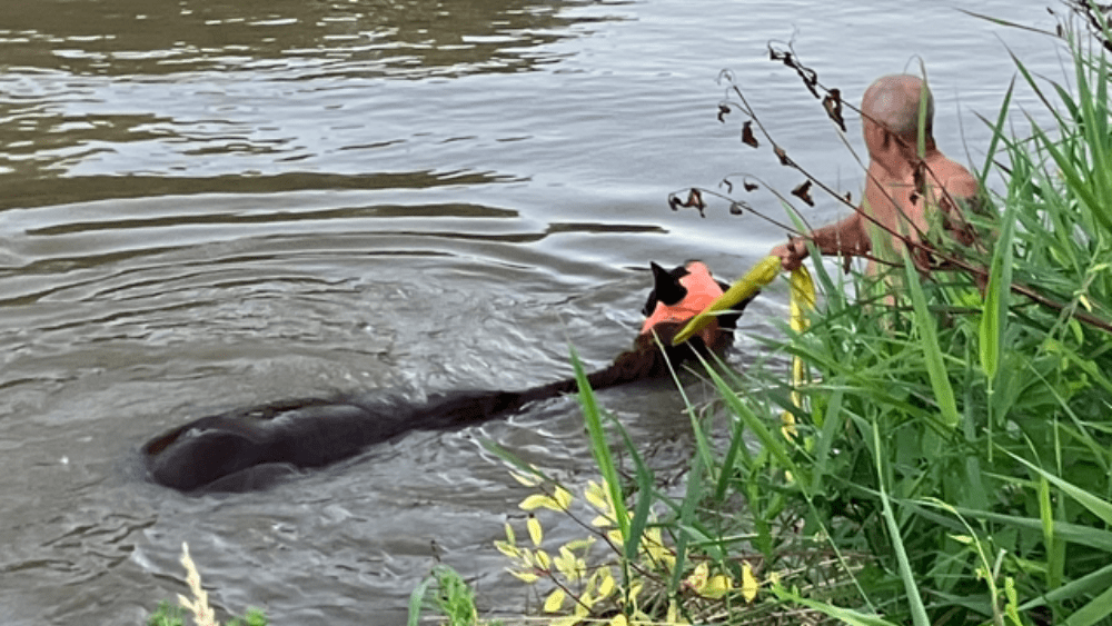 Image of horse rescue