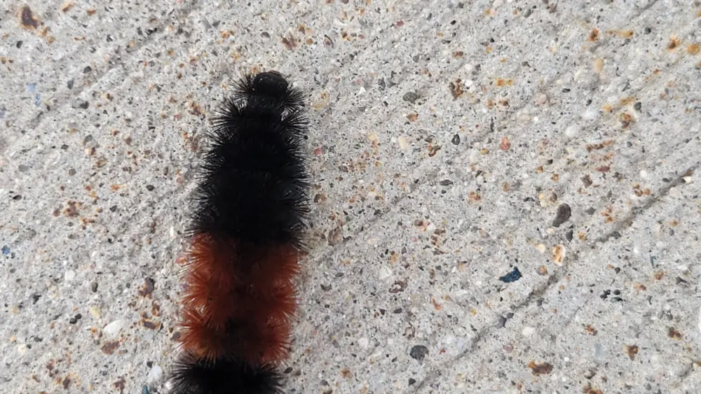 worm