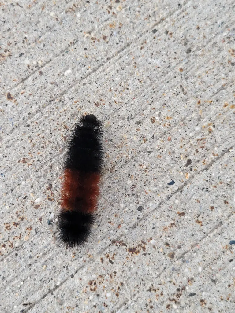 worm