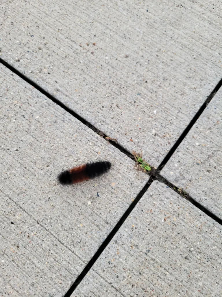 worm