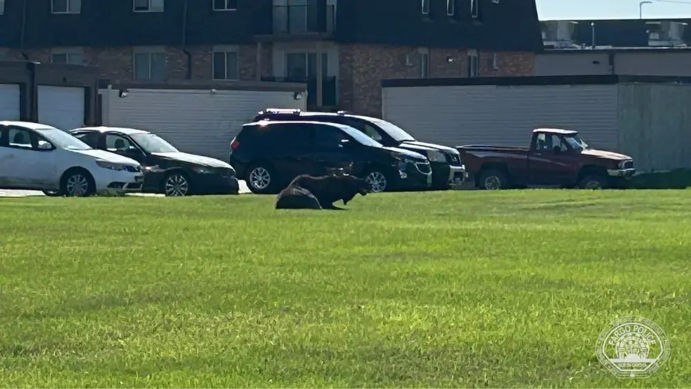 Moose in Fargo