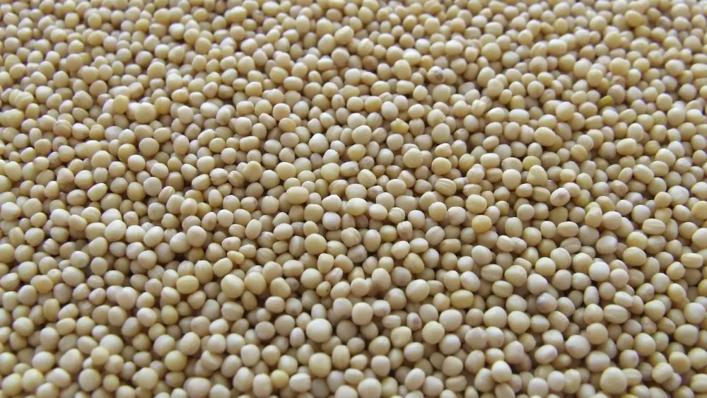 Soybeans