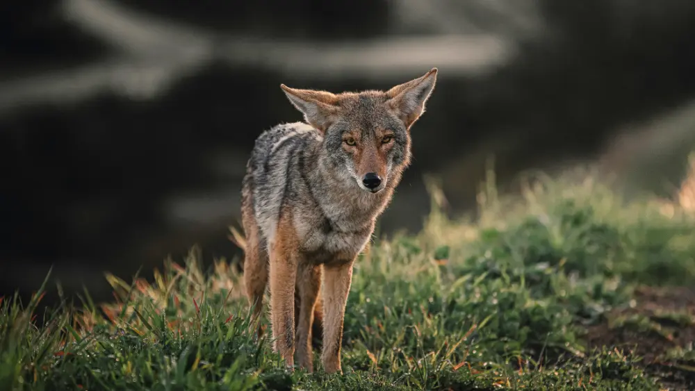 Coyote