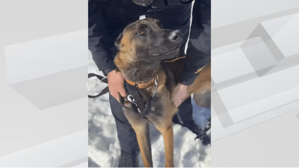 Fargo Police K9 Officer Axel