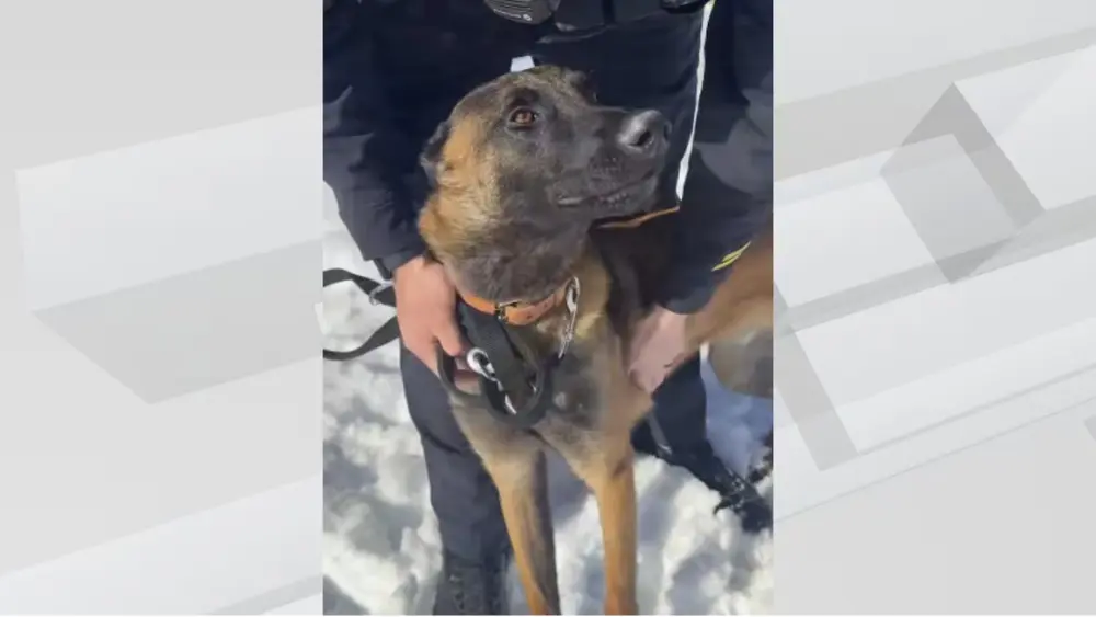 Fargo Police K9 Officer Axel