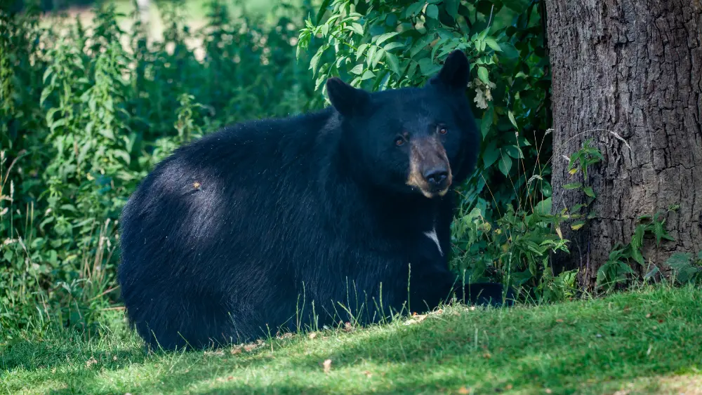 a black bear