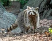 raccoon-e1696443892455