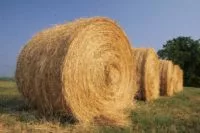 hay-rolls-e1675613263263