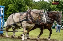 horse