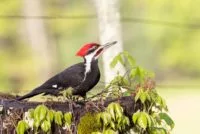 pileated-woodpecker-photo-e1683554048315