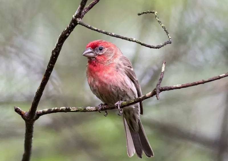 house-finch-by-steve-b