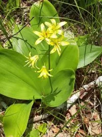 bluebead-lily-e1686581541518