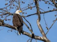high-res-eagle-steve-buettner-e1678375000469