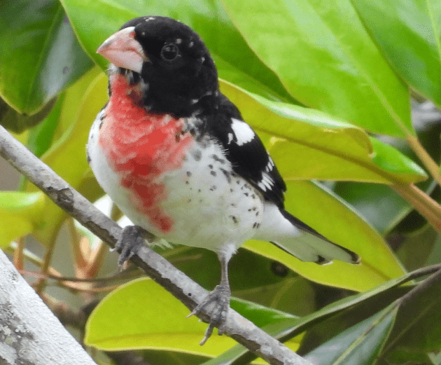 rb-grosbeak-photo2