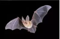bat-e1707770144615