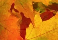 leaf