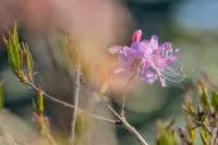 pink-shell-azalea_photo-by-skip-sickler_courtesy-of-grandfather-mountain-stewardship-foundation-e1686680487121