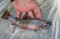 fish-e1702492710370