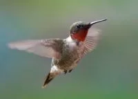 hummers-204-e1681480211488