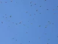broad-winged-hawks_courtesy-of-grandfather-mountain-stewardship-foundation-e1692369115282
