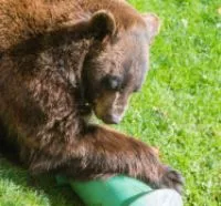 bear2